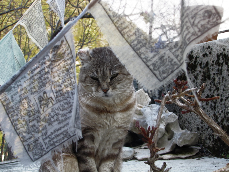 one animal, focus on foreground, whisker, fabric, animal head, mammal, cute, flag, 4K, feline, animals, sitting, hair, katze, tree, grey cat, domestic