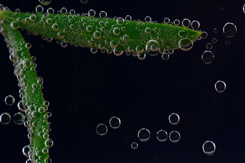 design, pattern, air bubbles, no people, abstract, olive leaf, backgrounds, purity, water bubbles, background, close, fragility, 5K, studio shot, frisch