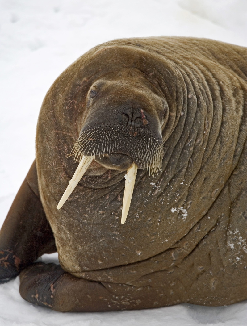 one animal, flippers, whiskers, underwater, large, Odobenus, nature, portrait, front view, animal head, day, animal wildlife, seal - animal, mammal, relaxation