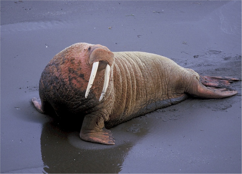 animal themes, walrus, vertebrate, herbivorous, outdoors, keystone species, beach, odobenidae, flippers, fat, elephant, sea, animals in the wild, 1080P