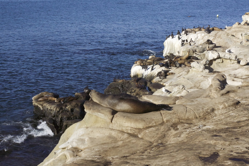 seals, resting, group of animals, no people, ocean, wild, large group of animals, brown, blue, animal wildlife, day, 5K, california, nature, pacific, sleepy
