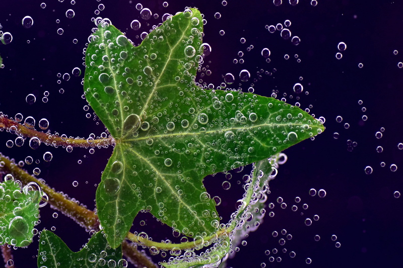 dew, blubber, raindrop, hd, green, poisonous plant, periwinkle, food and drink, ivy underwater, medicinal plant, splashing, black background, purity, nature