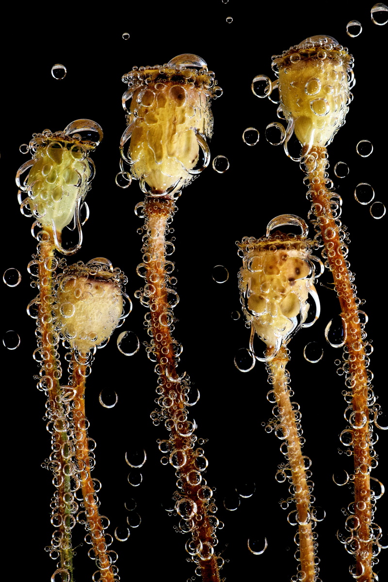sea, deco, nature, indoors, bubble, diving, poppy-capsules, stengel, encapsulate, food and drink, transparent, immersed, summer, drink, refreshment, food