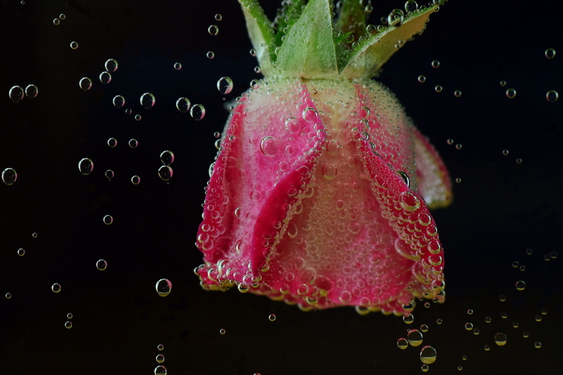 5K, food, berry fruit, red, blubber, blow, in the water, wellbeing, nature, no people, motion, studio shot, immersion, strawberry, ripe, black background