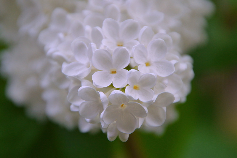 white color, softness, bloom, spring, freshness, blossom, spring bloom, plant, botany, beauty in nature, white, 2K, flowers, bunch of flowers, no people