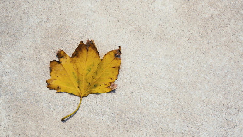 plant part, maple leaf, 2K, concrete, yellow, leaves, surfac, leaf, fragility, high angle view, directly above, maple, plant, close-up, gray, falling