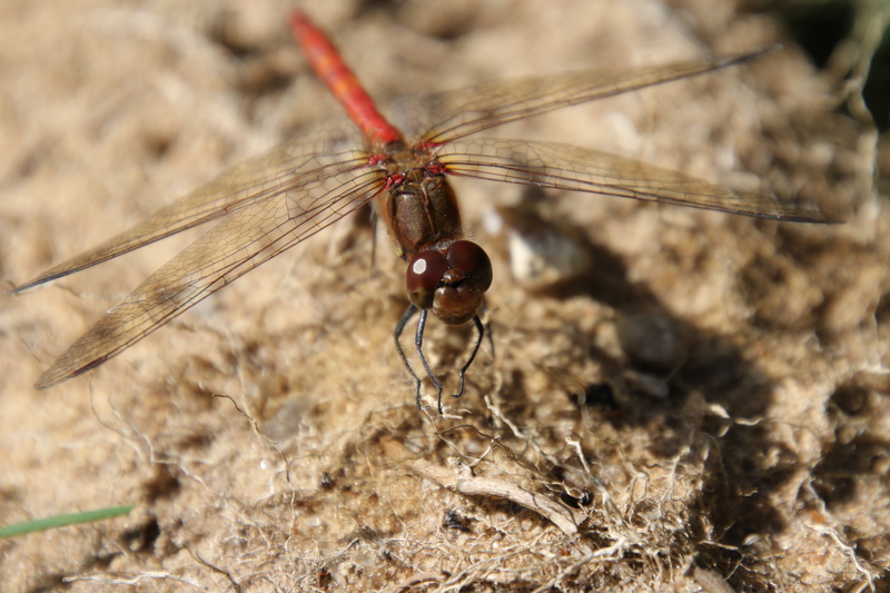 animal wing, summer, animals in the wild, focus on foreground, insect, goldsmith, invertebrate, no people, field, day, animal themes, natural, animal body part