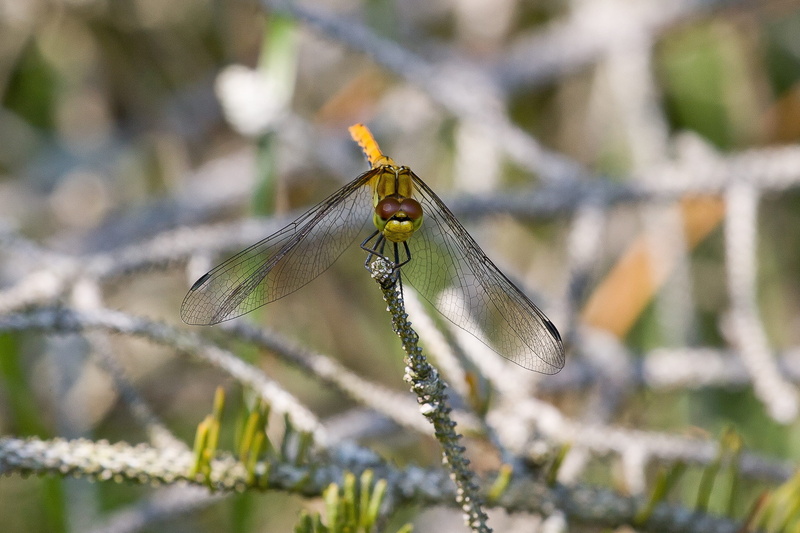 damselfly, invertebrate, plant, growth, no people, day, animal wildlife, beauty in nature, close-up, twig, focus on foreground, animal, animal themes, dragonfly