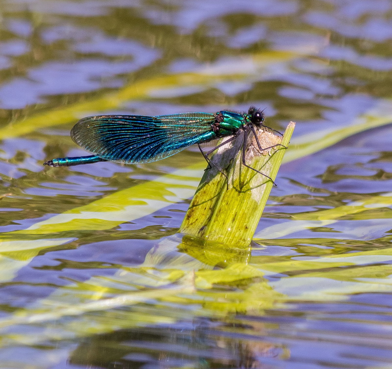 calopteryx splendens, vertebrate, invertebrate, nature, animal, water, close-up, swarm, å, prefect bridge, leaf, summer, waterfront, lake, predators, rippled