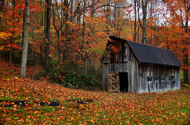 gray, wood, fall, cabin, house, 5K, nature, near, maple, autumn, trees
