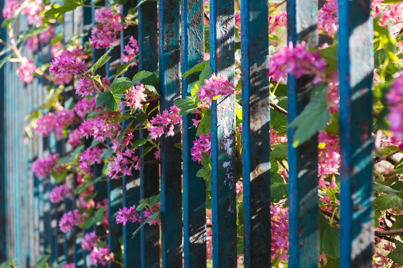 flowers, fence, other, flowerbed, boundary, growth, beauty In Nature, springtime, flower Head, Old, summer, flowering plant, barrier, no people, close-up