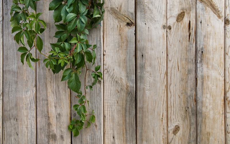 material, old, nature, rustic, green, 2K, plank, branch, copy Space, backgrounds, backdrop, texture, table, leaves, summer, plant part, greens, food, herb