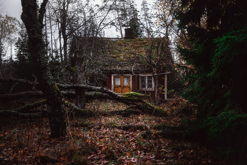 trees, forest, 1080P, old building