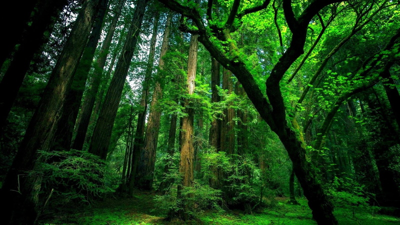 tree, environment, foliage, green color, scenics - nature, moss, bamboo - plant, tranquility, growth, non-urban scene, land, 1080P, nature, old, day, outdoors