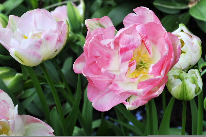 Closeup, Flowers, photo, Angelique, Tulips, 2K