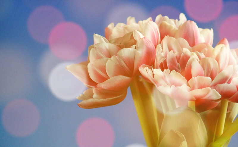 flower, nature, petal, soft focus, 4K, pink color, vulnerability, tulip, Light, focus on foreground, inflorescence, plant, fragility, Aero, close-up, Bokeh