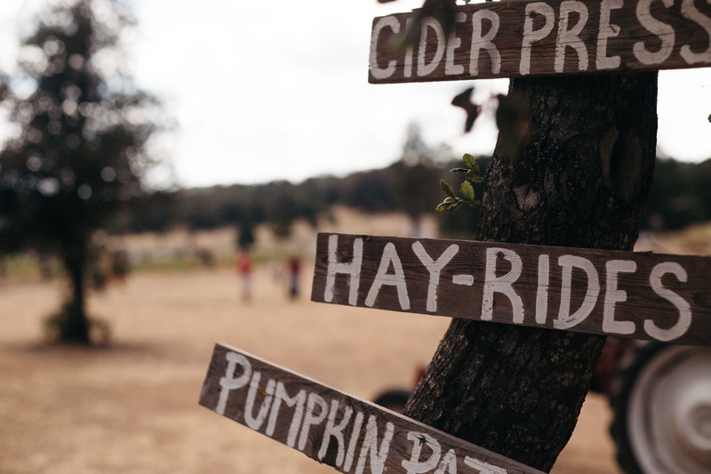 pumpkin, script, outdoors, focus on foreground, information sign, mounted, communication, pumpkin patch, signboards, farm, text, directional sign, sign