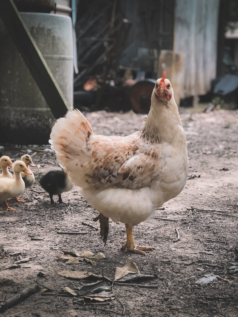 feathers, beaks, ducklings, animal family, white, domestic, chicken - bird, daytime, photography, wildlife, livestocks, no people, 2K, wings, three animals