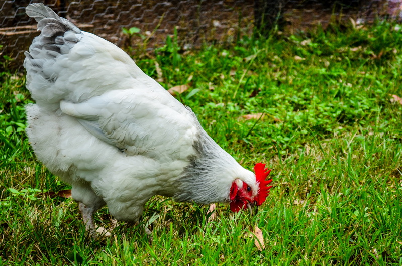 farm animals, chicken farm, animal wildlife, land, green color, chicken, meat, bird, plant, farming, domestic animals, vertebrate, animals in the wild
