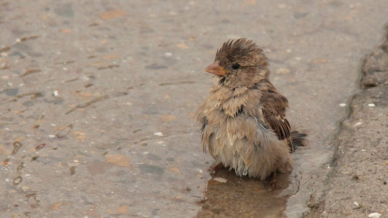 chicken - bird, wildlife, wet, animal wildlife, focus on foreground, no people, feathers, close-up, bird, feather, vertebrate, nature, animal themes, young animal
