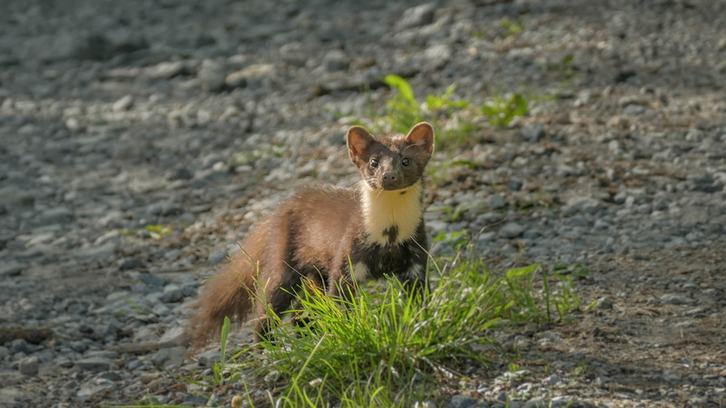alpes du sud, grass, fox, animaux, martre, domestic animals, day, one animal, no people, mammal, 4K, plant, vallėe de l ubaye, herbivorous, animal wildlife