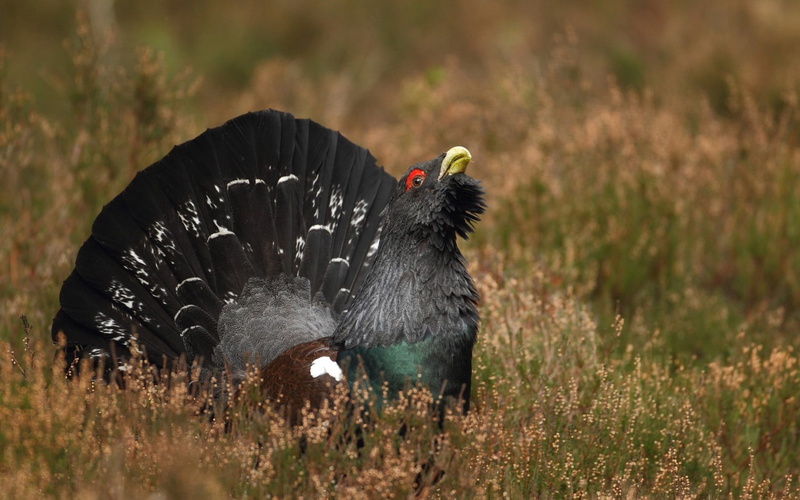 grass, meat, farm, animal wildlife, meadow, chicken - Bird, grouse, cockerel, feather, animals in the wild, no People, livestock, bird of prey, spread wings