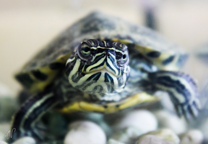 snapping turtle, white, turtle, yellow, animaux, animal, nature, reptile, animal Shell, snapping, wildlife, close-up, 2K
