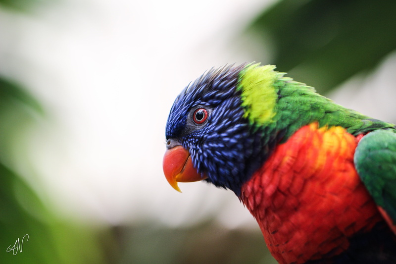parrot, tropical Climate, animaux, red, animals, closeup photography, closeup, feather, animal, Bird, Rainbow Lorikeet, photography, 5K, beak, wildlife