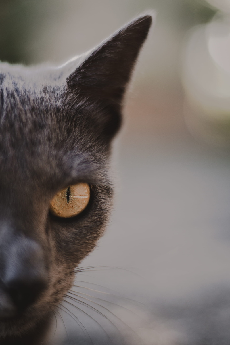 one animal, domestic animals, focus, no people, macro, animal nose, feline, grey, looking at camera, animal eye, animal themes, selective, close-up, mammal