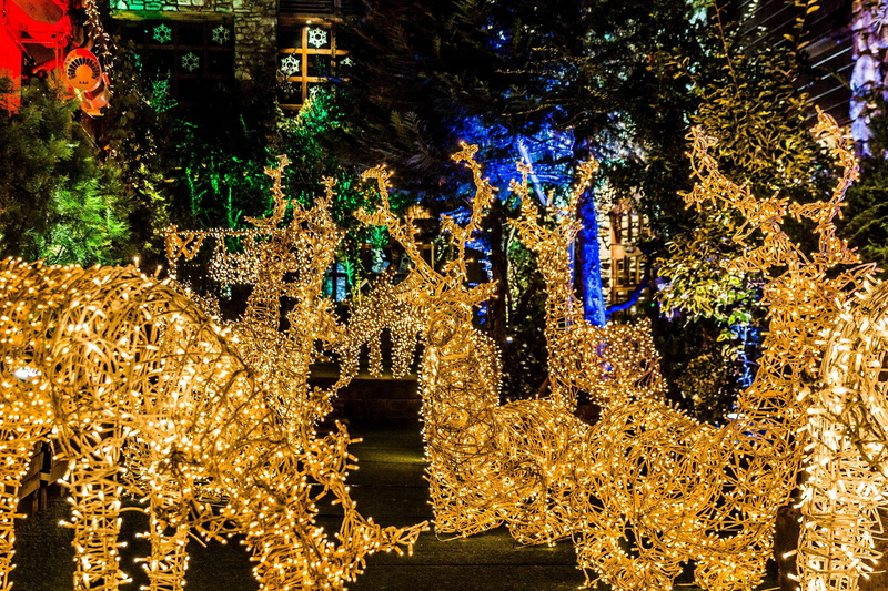 magie, noel, lighting equipment, plant, magic, celebration, nature, tree, animaux, low angle view, outdoors, pattern, deer, christmas, creativity, premieres