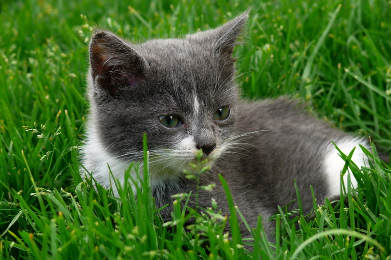france, tabby, portrait, 2K, eyes, green grass, animaux, feline, panasonic, french, green, color, fauna, Kitten, pet  animal, cat  chat, silver tabby