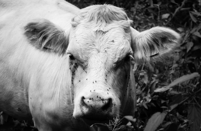 4K, no people, close-up, cow, domestic, herbivorous, animals, animal head, portrait, mammal, one animal, vertebrate, livestock, cowboy, outdoors, domestic cattle