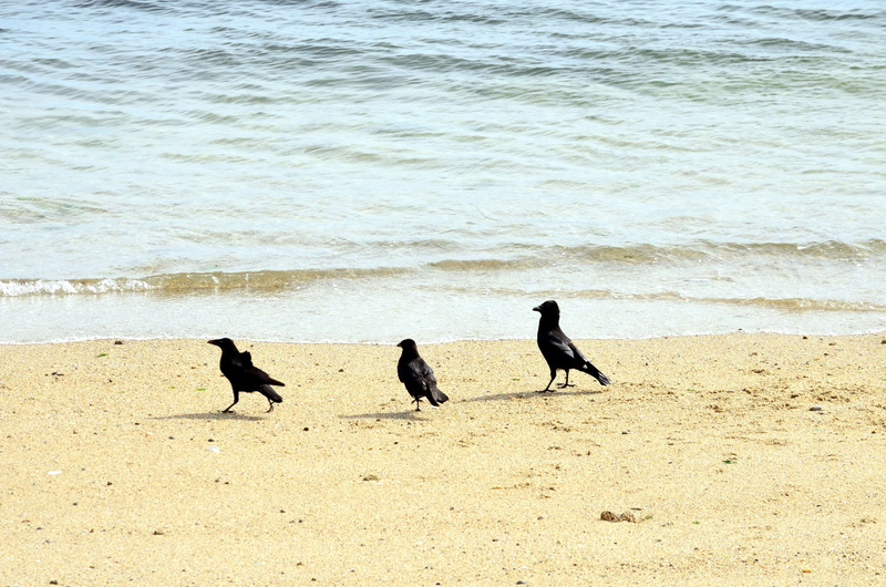 animalier, animaux sauvages, plumage noir, animal themes, motion, water, 4K, beach, wave, beauty in nature, plage, trois corbeaux, animal, sand, no people
