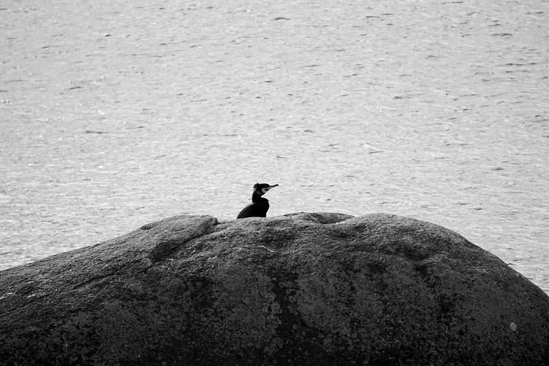 ornithologie, perching, animaux, animal themes, day, animal, animals in the wild, beauty in nature, noir et blanc, animalier, 4K, bird, solid, oiseau