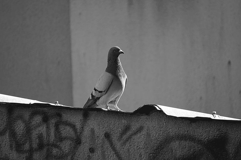 full length, nature, perch, architecture, wall, vertebrate, dove - bird, 4K, pigeon, perching, no people, animals in the wild, retaining wall, faune, wall - building feature