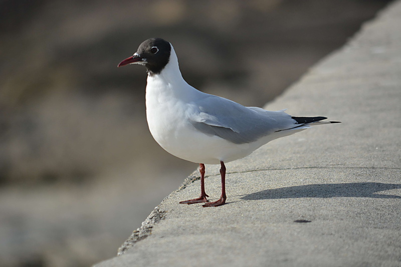 close-up, perching, sea bird, black-headed gull, la nature, one animal, mouette, oiseau, seagull, mer, animal themes, day, outdoors, ornithologie, full length
