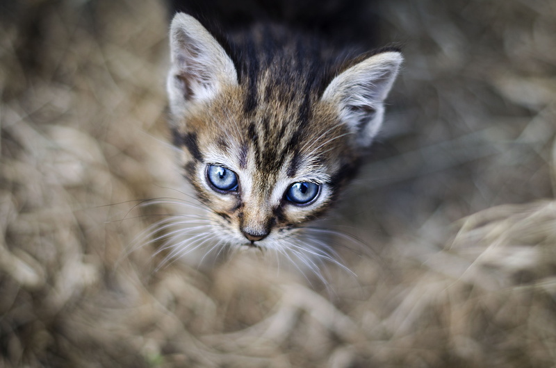 tabby, 4K, bleu, young Animal, domestic Animals, bokeh, photoshop, feline, domestique, chat, fur, gray, animal, cat, kitten, pets, eye, cute, domestic Cat