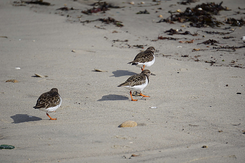 animalier, nature, bird, group of animals, animal, two animals, faune, vertebrate, eating, day, gravelots, plage, beach, sauvage, outdoors, animal themes