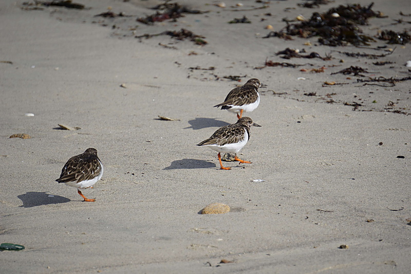 land, 4K, animal wildlife, sable, water, nature, zoology, animal themes, water bird, day, faune sauvage, outdoors, animal, two animals, faune, sand, gravelots