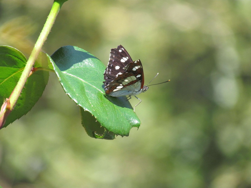 vert, green color, one animal, green, close-up, animal wildlife, animals in the wild, butterfly - insect, plant part, animaux, plant, papillon, day, outdoors