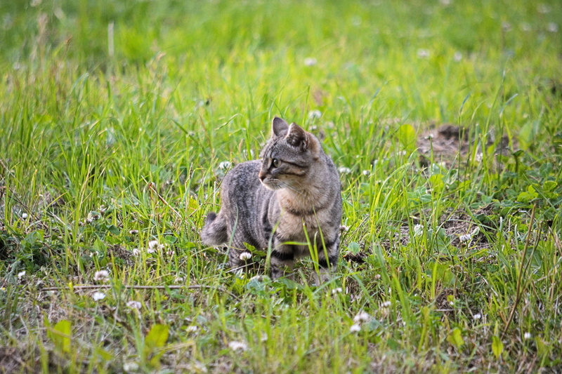 animal wildlife, animals in the wild, green color, mammal, two animals, animal domestique, land, outdoors, animal, animalier, animal family, le chat jeune