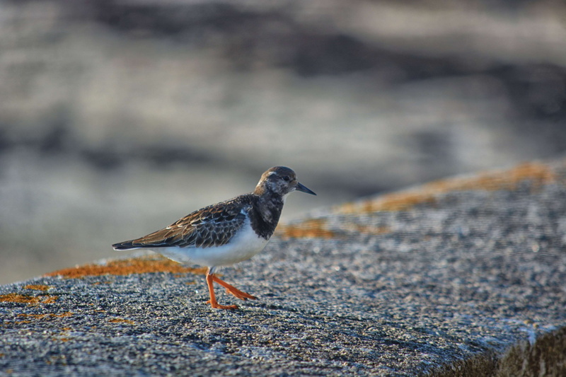 outdoors, animalier, animal wildlife, nature, land, la nature, gravelot, animals in the wild, faune, selective focus, ornithologie, perching, focus on foreground