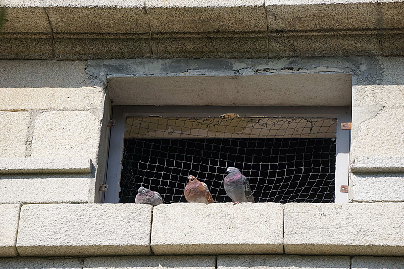 pigeons, building, vertebrate, wall - building feature, domestic animals, perching, ornithologie, animal, 4K, low angle view, animaux, oiseaux, day, animals in the wild