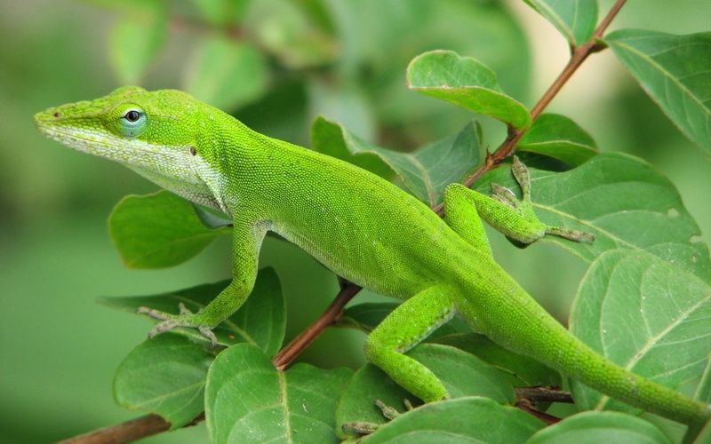 trees, lizards, 720P, green