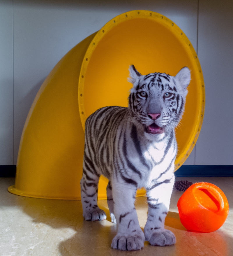fur, looking at camera, stripes, wildlife, 1080P, creature, sitting, animal wildlife, tabby, one animal, animal, zoo, domestic, baby, tiger, toys, no people