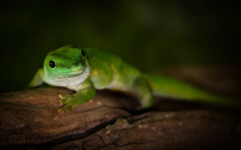 green, multi Colored, small, cute, outdoors, vertebrate, chameleon, lizard, looking, camouflage, animals And Pets, animal themes, tree, color Image, poisonous