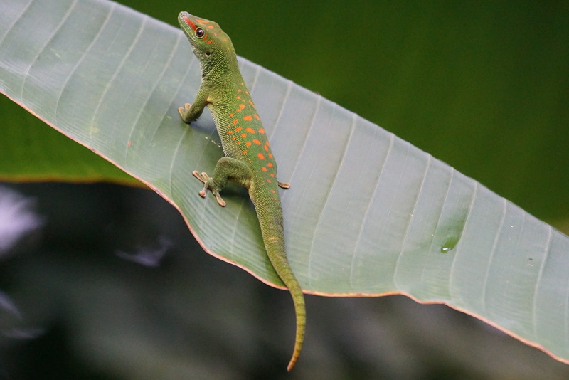 banana, Scale, day, animal, green color, invertebrate, Lizard, iguana, reptile, nature, 4K, one animal, plant, close-up, outdoors, no people, animal themes