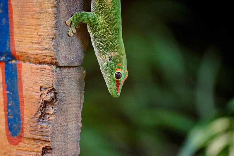 close-up, one animal, no people, masoala, outdoors, gecko, lizard, madagascar day gecko, animal wildlife, rainforest, plant, tree trunk, 5K, animals in the wild