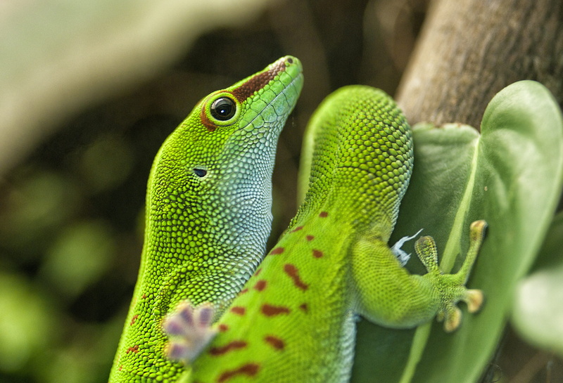 close-up, animal themes, one animal, animal, iguana, reptile, 2K, gecko, green color, green, animal scale, day, animal eye, environment, animal body part