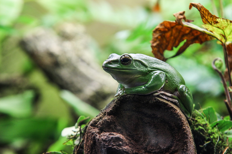 germany, green, animal wildlife, plant, land, wildlife, tree, green color, outdoors, no people, day, stone, one animal, f, rainforest, animal head, frog